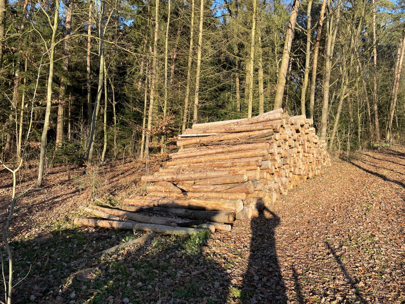Stammholz als Ausgangsmaterial